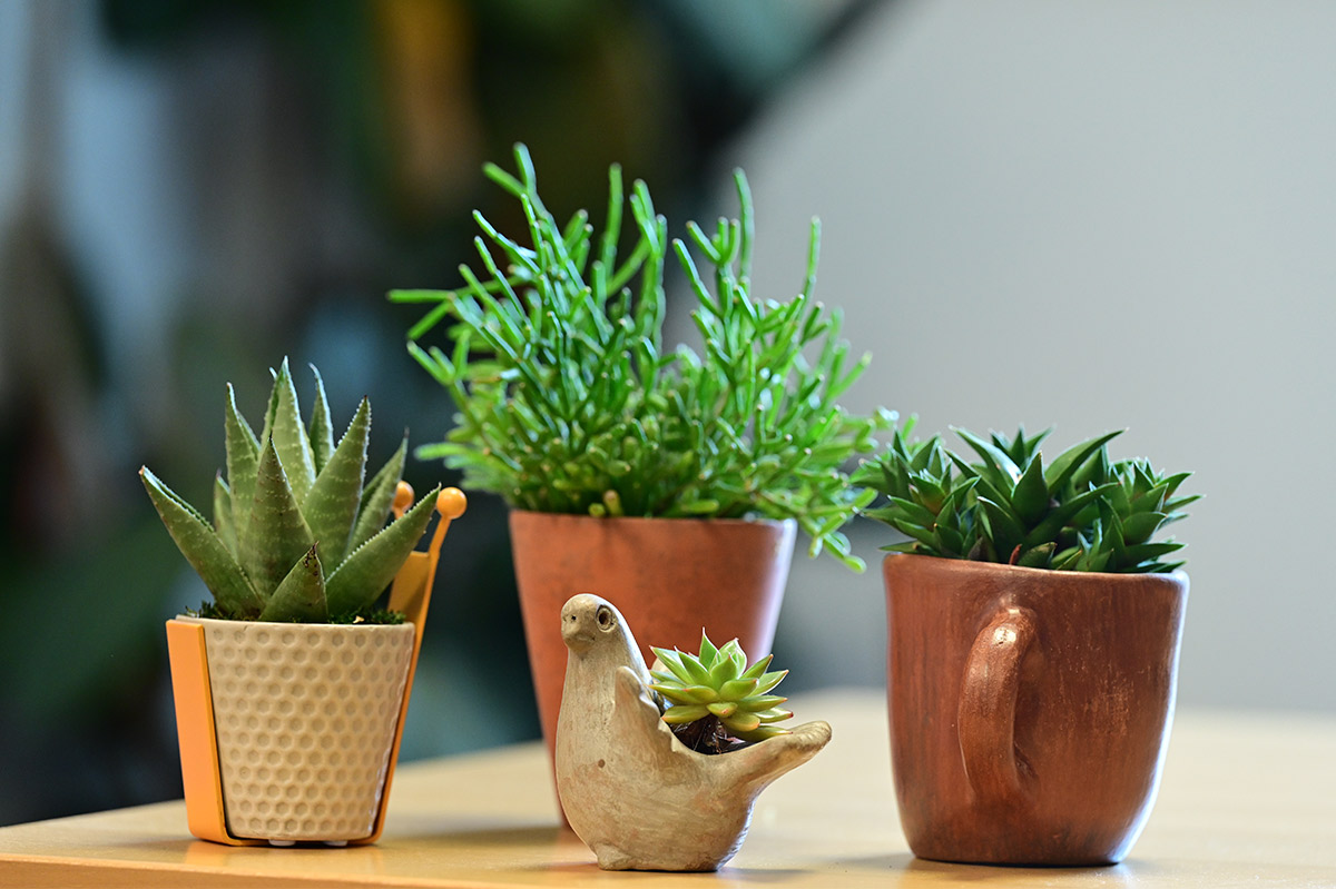 multiple small potted plants