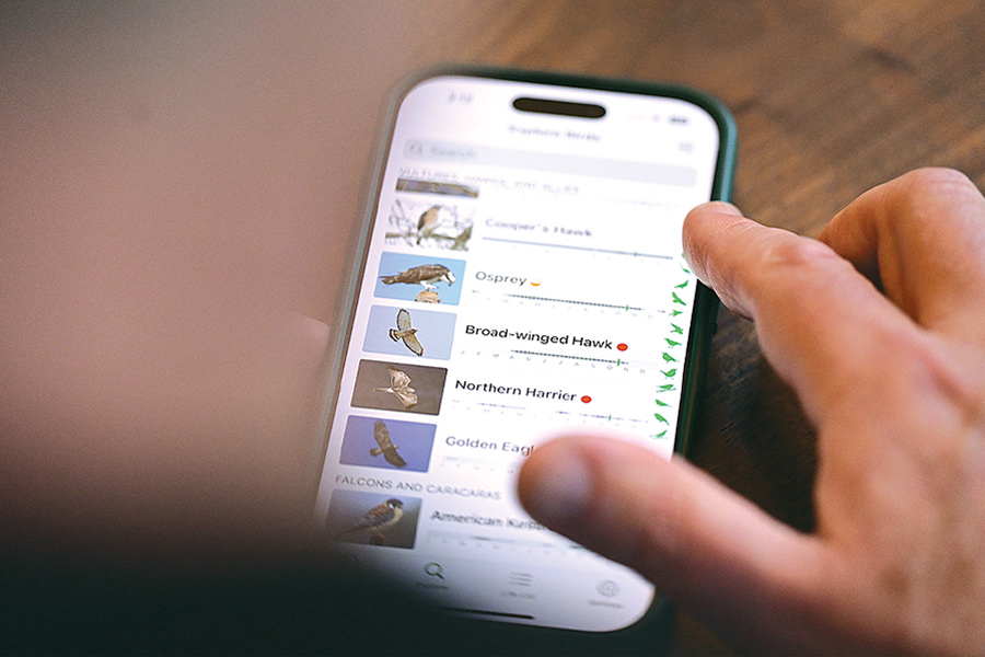 A close-up of a person’s hands using a smartphone to scroll through a bird identification app. The screen displays photos and names of birds, including Osprey, Broad-winged Hawk, and Northern Harrier.