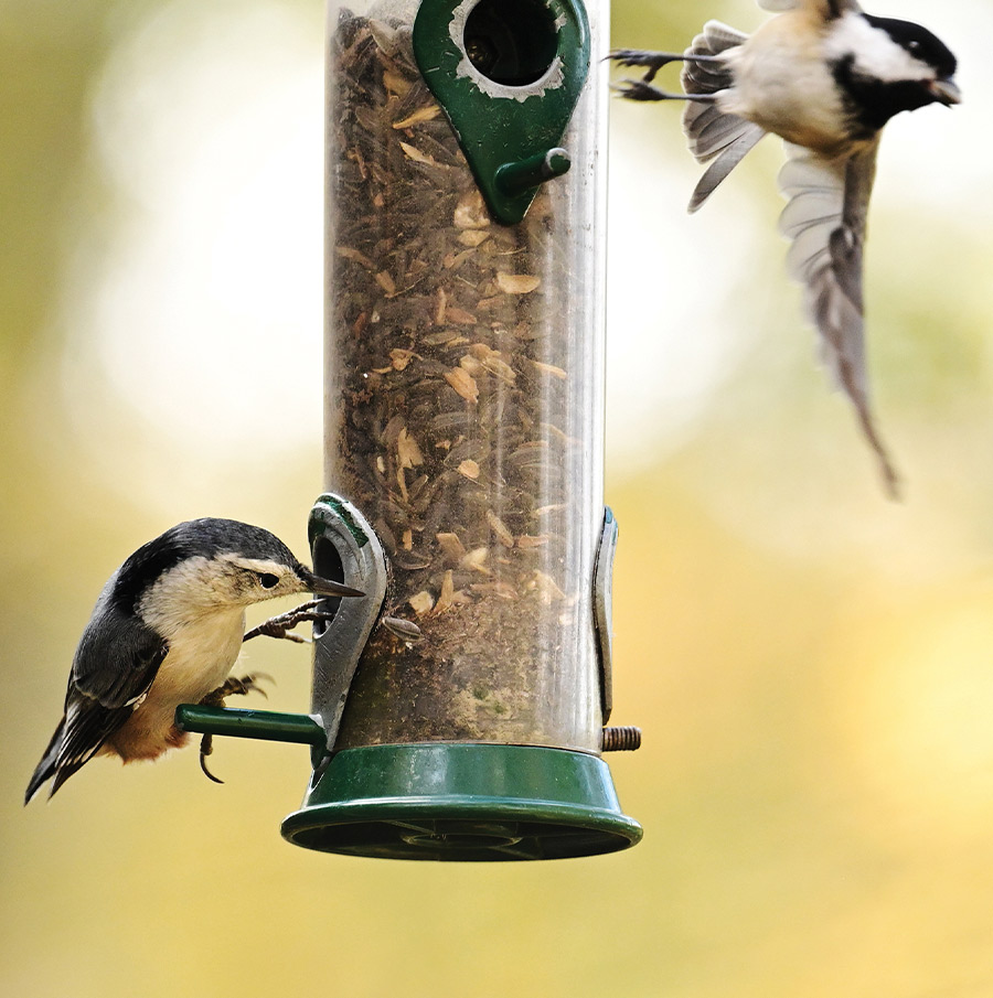 A white-breasted nuthatch perches on a bird feeder filled with seeds while a chickadee flies nearby against a blurred background.