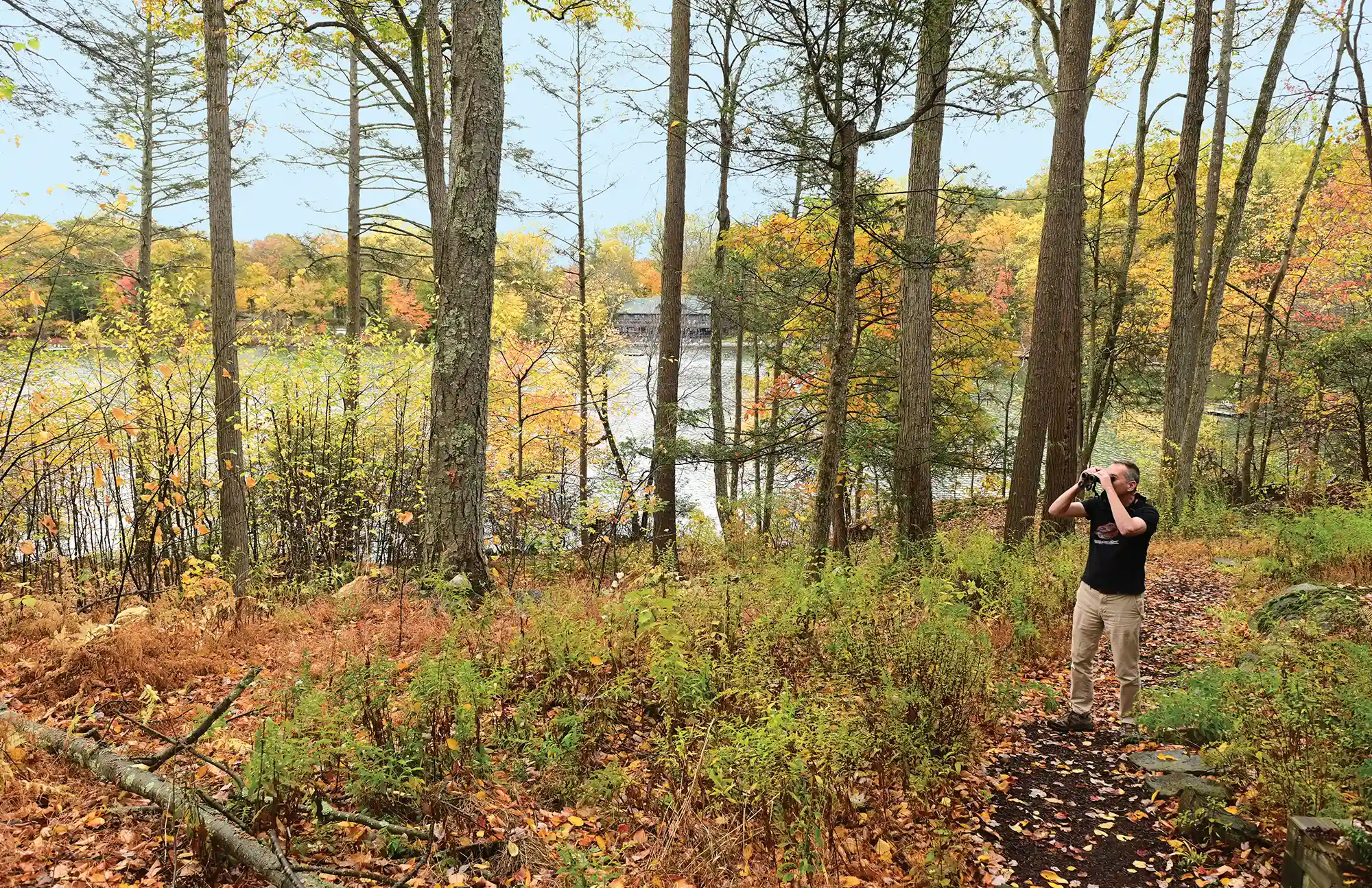Professor Howard Erichson stands on a wooded path looking through binoculars toward a lake. Tall trees with autumn foliage frame the view of the water and a house on the distant shore.